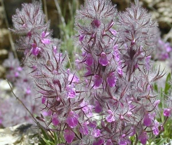 عکس گیاه چای کوهی