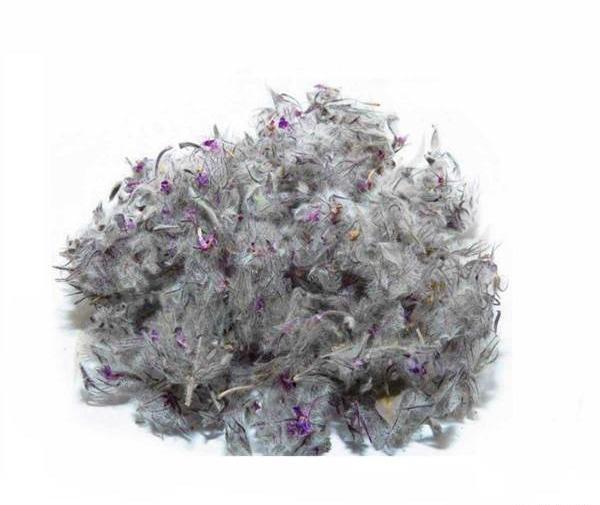 عکس گیاه چای کوهی