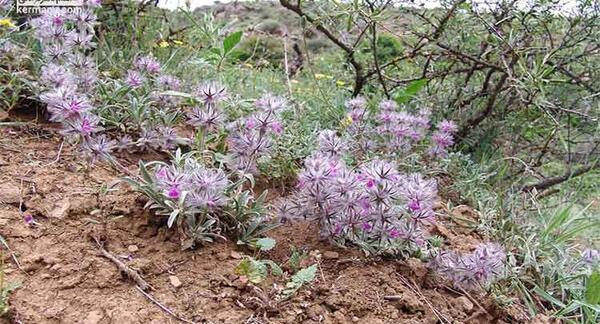عکس گیاه چای کوهی