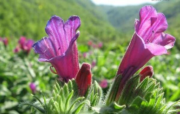 عکس گیاه چای کوهی