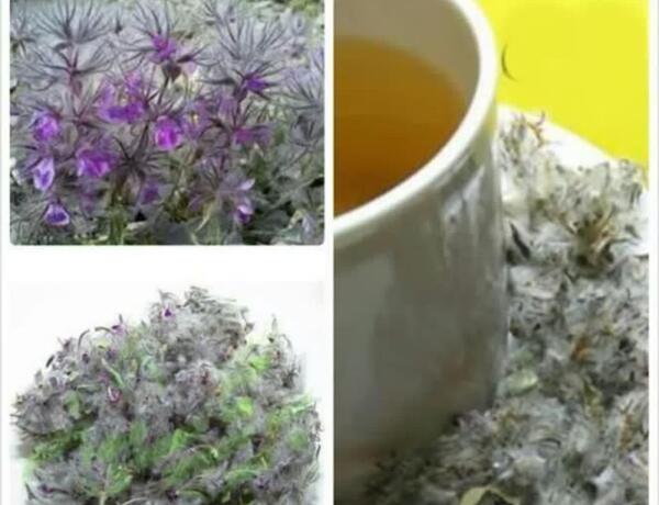 عکس گیاه چای کوهی