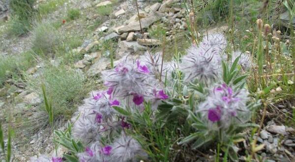 عکس گیاه چای کوهی