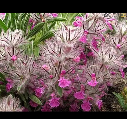 عکس گیاه چای کوهی