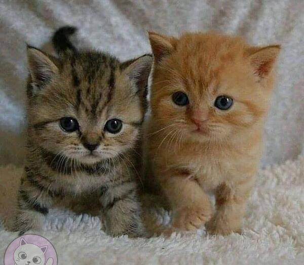 عکس های بامزه از حیوانات خانگی