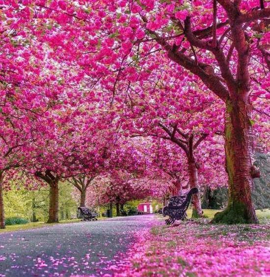 دانلود عکس فصل بهار برای پروفایل