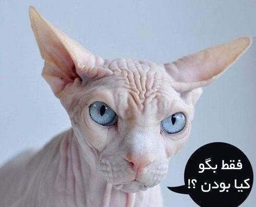 عکس حیوانات خنده دار و بامزه