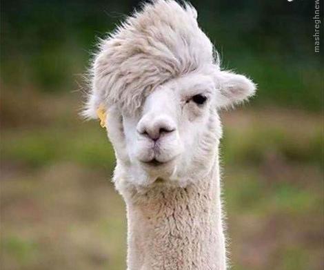 عکس شگفت انگیز ترین حیوانات