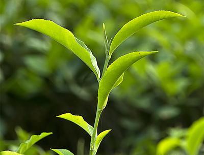 عکس چای سبز نیوشا