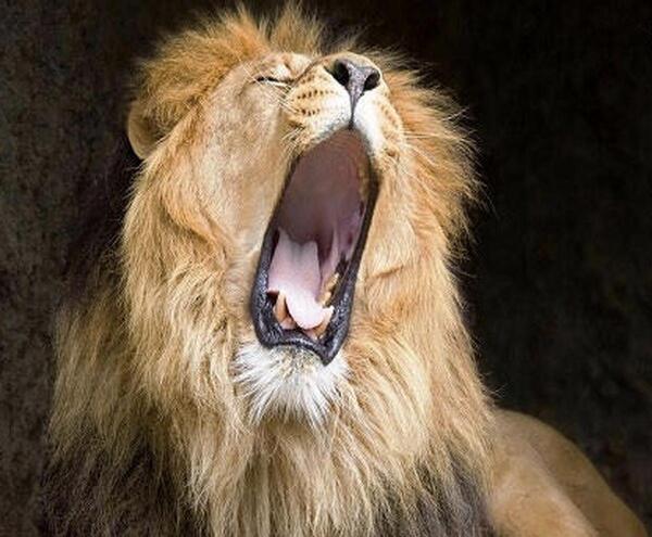 عکس سلطان جنگل ها