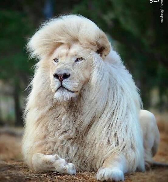 عکس سلطان جنگل ها