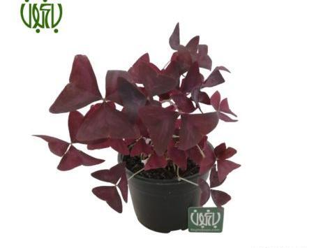 عکس گل جون من یه برگ بده