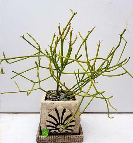 عکس گل جون من یه برگ بده