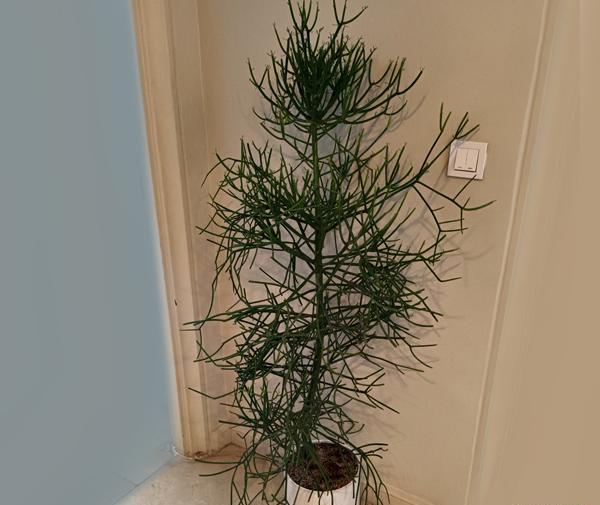 عکس گل جون من یه برگ بده