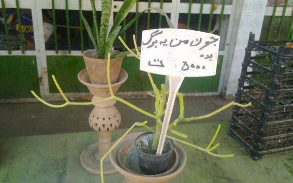 عکس گل جون من یه برگ بده