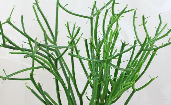 عکس گل جون من یه برگ بده