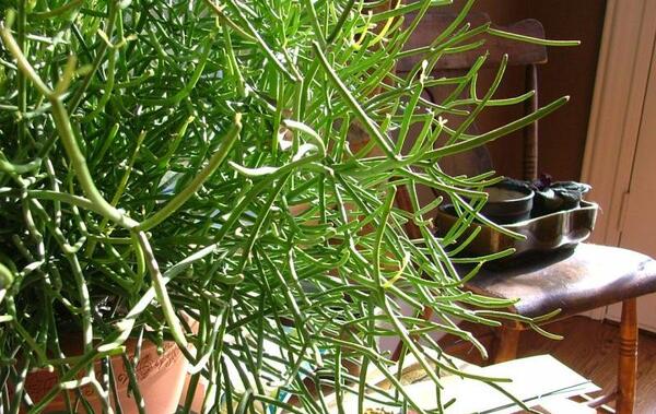 عکس گل جون من یه برگ بده