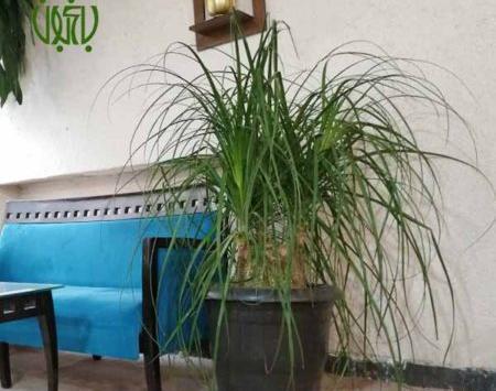 عکس گل جون من یه برگ بده