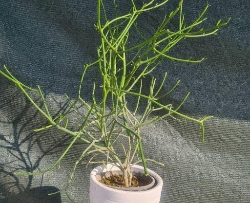 عکس گل جون من یه برگ بده