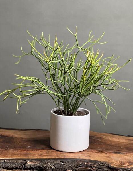 عکس گل جون من یه برگ بده