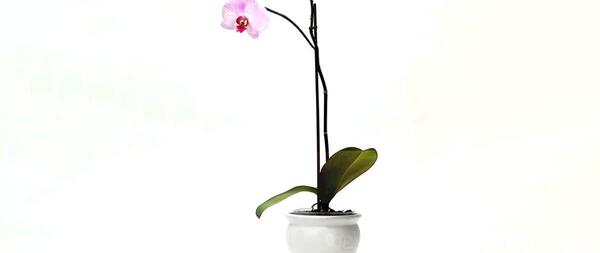 عکس گل جون من یه برگ بده