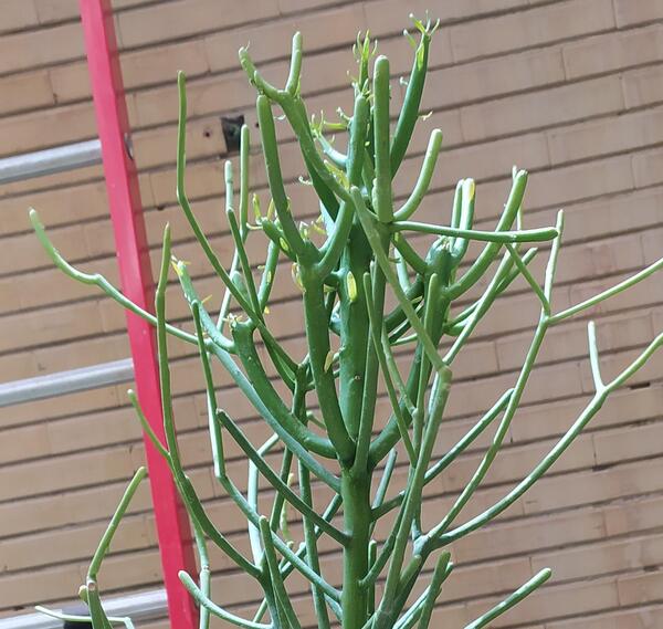 عکس گل جون من یه برگ بده