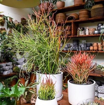 عکس گل جون من یه برگ بده