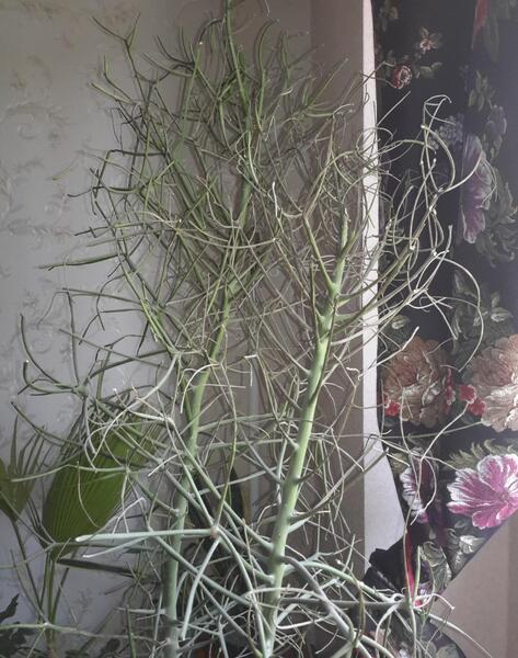 عکس گل جون من یه برگ بده