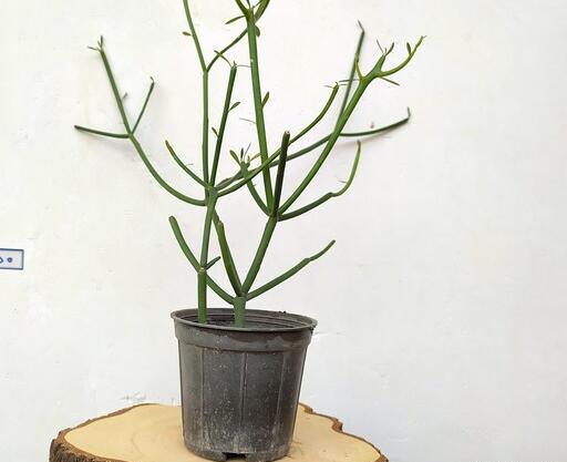 عکس گل جون من یه برگ بده