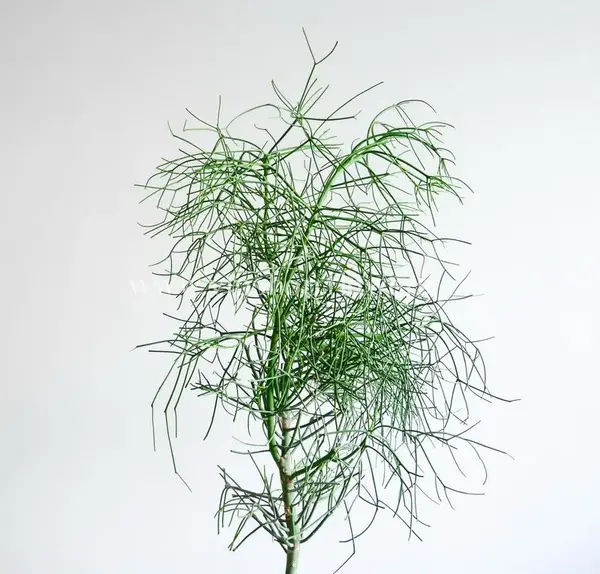 عکس گل جون من یه برگ بده