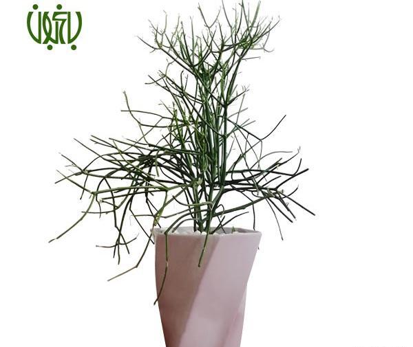 عکس گل جون من یه برگ بده