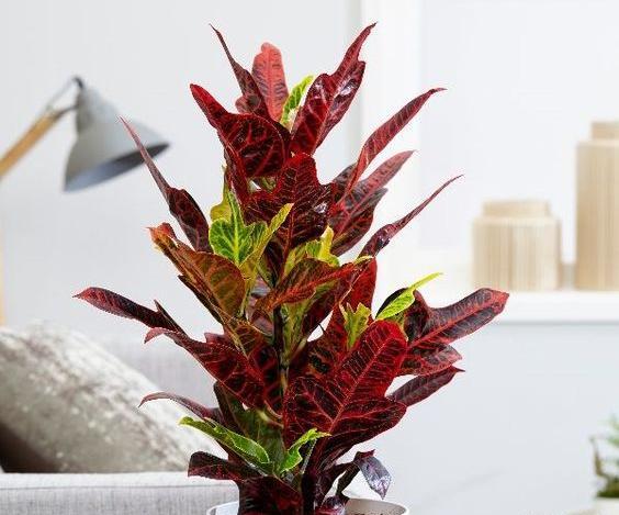 عکس گل جون من یه برگ بده