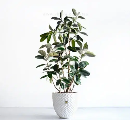 عکس گل جون من یه برگ بده
