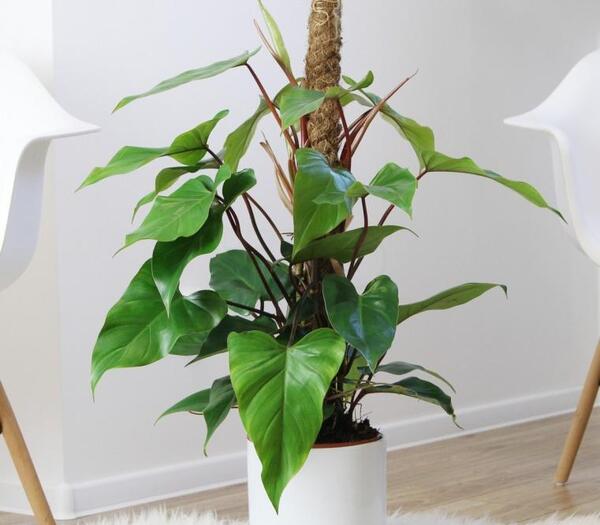 عکس گل جون من یه برگ بده
