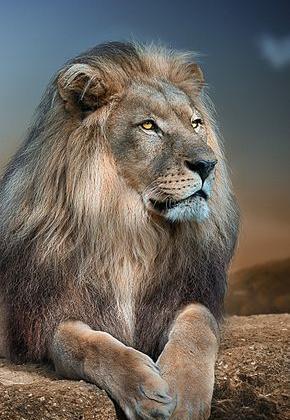 عکس تصویر زمینه ی شیر خفن