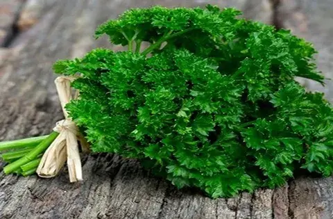 عکس سبزی جعفری کوهی