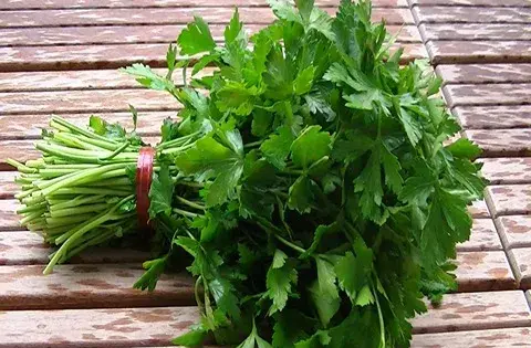 عکس سبزی جعفری کوهی