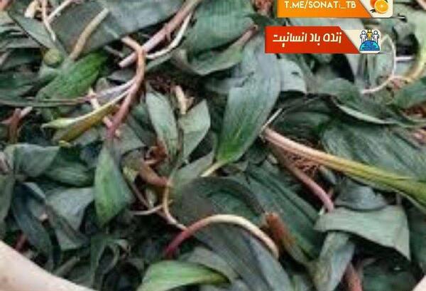 عکس سبزی جعفری کوهی