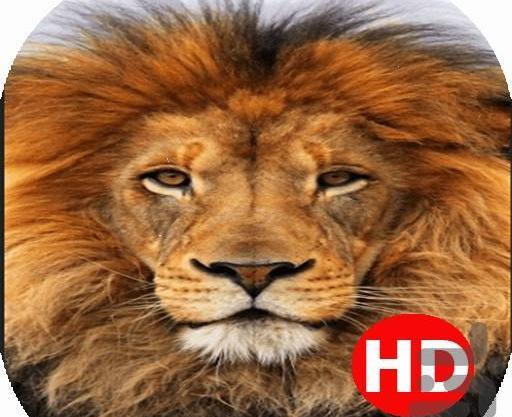 عکس شیر جنگل برای تصویر زمینه