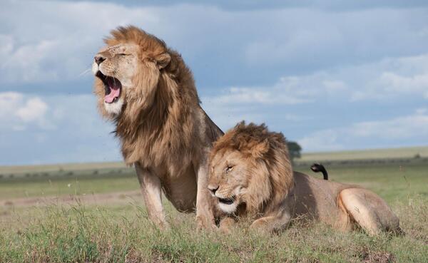 عکس شیر جنگل برای تصویر زمینه