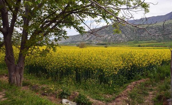 عکس از بهار ایران