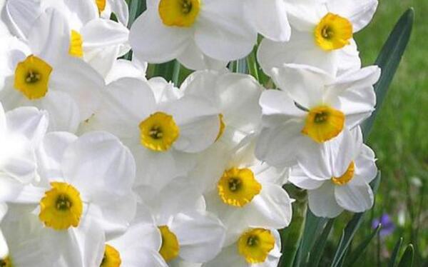 عکس برای پروفایل گل نرگس