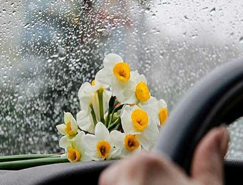 عکس برای پروفایل گل نرگس