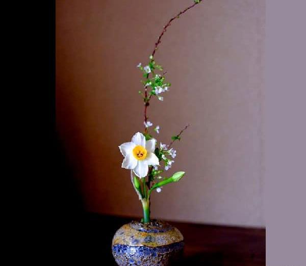 عکس برای پروفایل گل نرگس