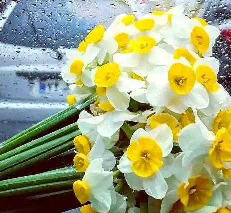 عکس برای پروفایل گل نرگس