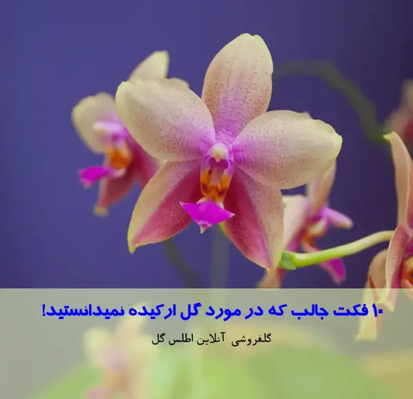 عکس گل جالب