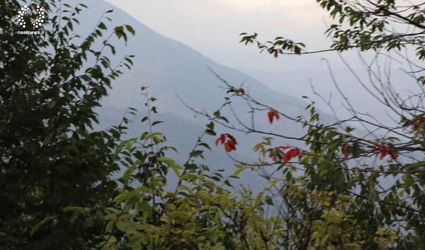 عکس جنگل دیزمار