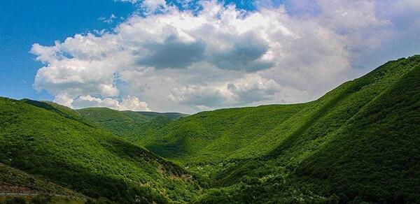 عکس جنگل دیزمار