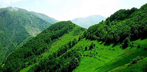 عکس جنگل دیزمار