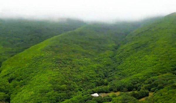 عکس جنگل دیزمار