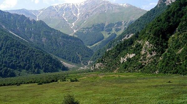 عکس جنگل دیزمار